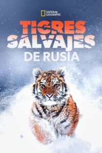 Tigres salvajes de Rusia